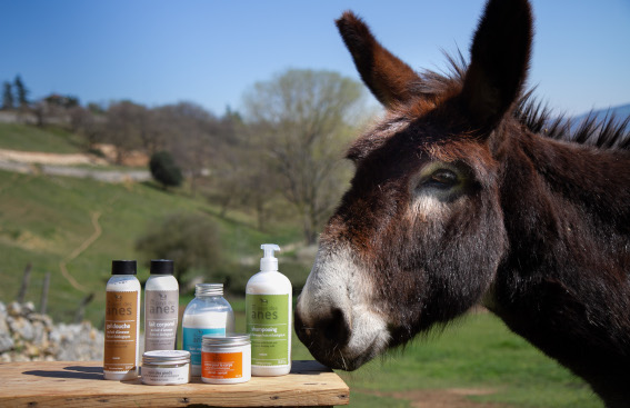 Composition et actifs clés du lait d’ânesse en cosmétique