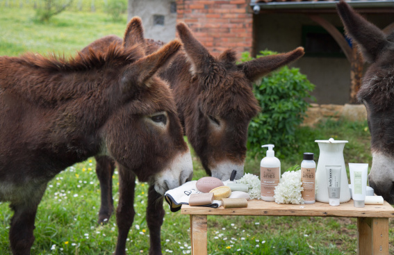 L'élevage d'ânes pour la production de lait d'ânesse