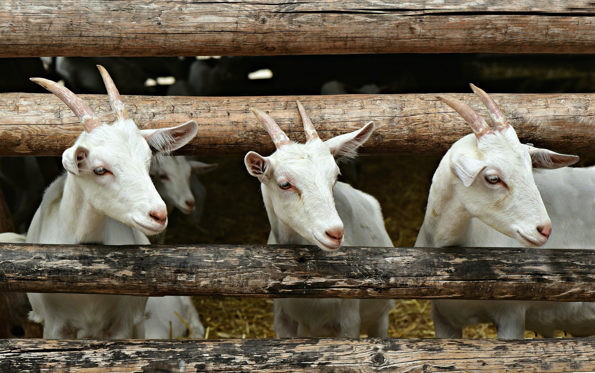 Les propriétés du lait de chèvre